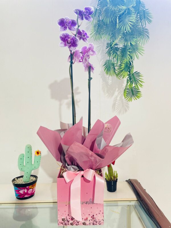 Orquídea na Caixa Box, Juazeiro BA, Petrolina PE