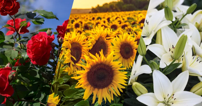 Floricultura em Pilão Arcado