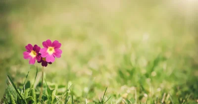 O que é uma flor curiosidades e significado