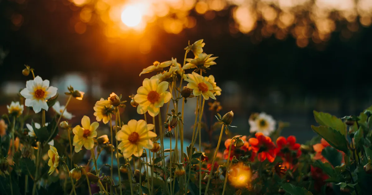 O que é uma flor